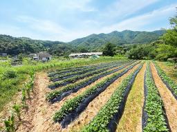 양평군 양서면 청계리 청계산 자락의 공기좋은 토지_썸네일_4